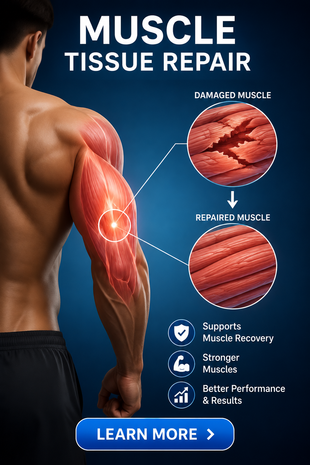 Muscle tissue repair
